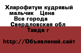 Хларофитум кудрявый мальчик › Цена ­ 30 - Все города  »    . Свердловская обл.,Тавда г.